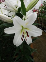 [5225 Pangea VZ No01.JPG]